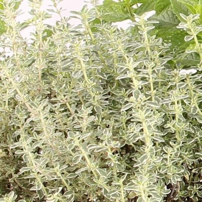 Růžový vodopád Lechuza-1