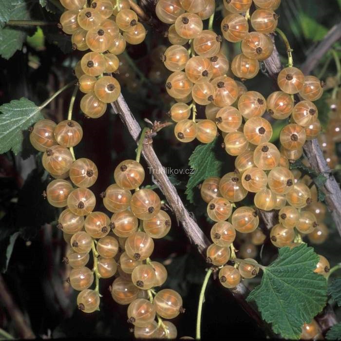 Rostliny - Rybíz bílý 'Orion' květináč 3 litry, kmínek 60cm, bílý