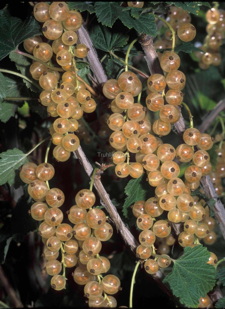 Rybíz bílý 'Orion' prostokořenné, kmínek 60/80cm, bílý-0