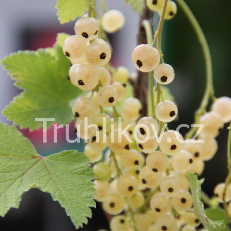 Rostliny - Rybíz bílý 'Primus' prostokořenné, keř, bílý