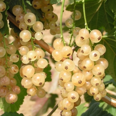 Rostliny - Rybíz bílý 'Verdesie' prostokořenné, kmínek 60/80cm, bílý