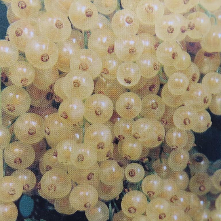 Rostliny - Rybíz bílý 'Weise Versailer' květináč 5 litrů, keř, bílý