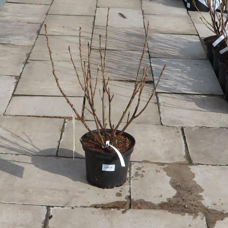 Rybíz bílý 'Weise Versailer' květináč 5 litrů, keř, bílý-0