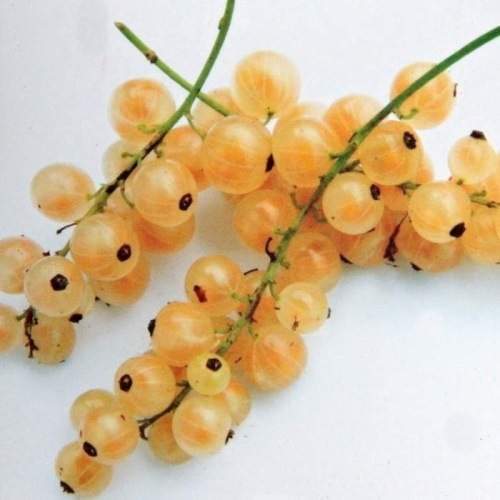 Rostliny - Rybíz bílý 'Werdavia' 5 litrů