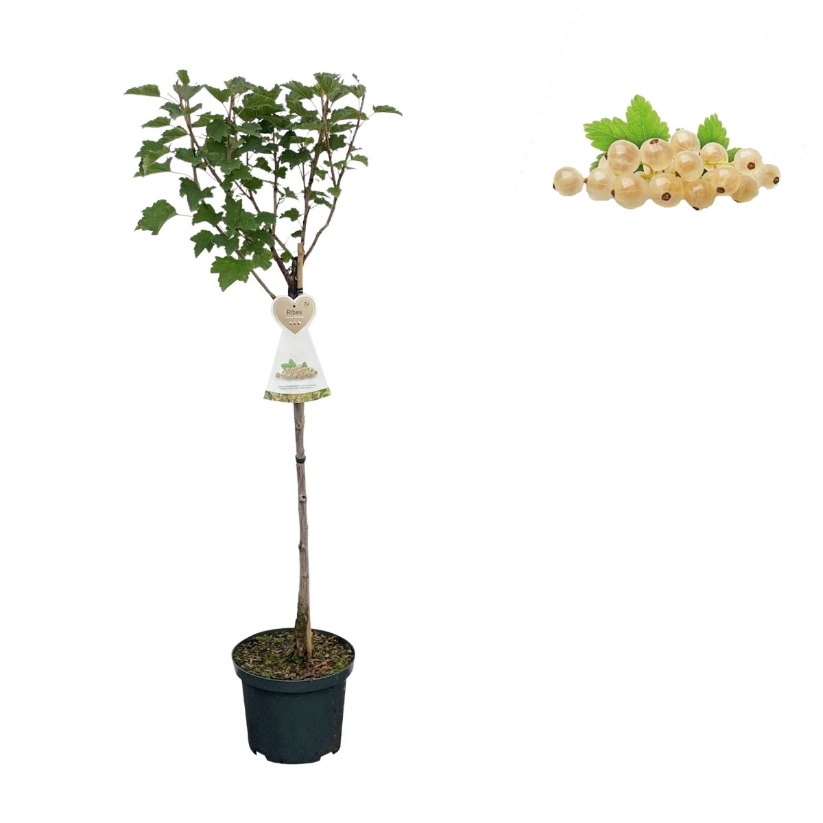 Rybízy - Rybíz bílý Werdavia květináč 3 litry, kmínek 90cm, bílý