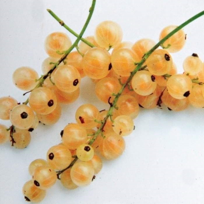 Rybízy - Rybíz bílý 'Werdavia' květináč 5 litrů, kmínek 60cm, bílý