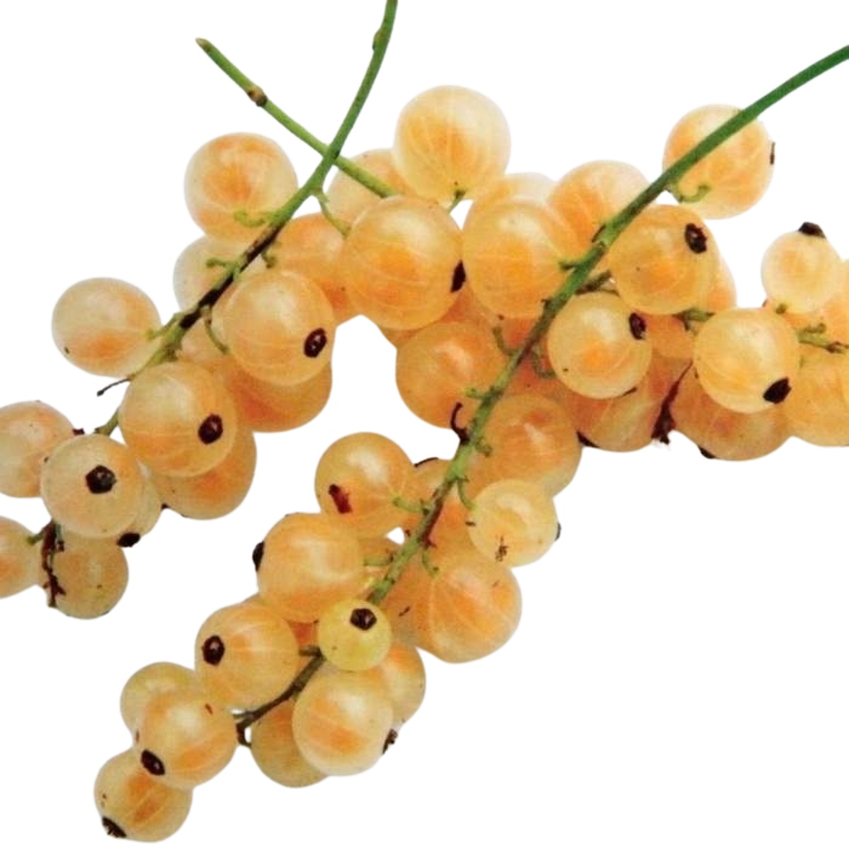 Rybízy - Rybíz bílý Werdavia květináč 5 litrů