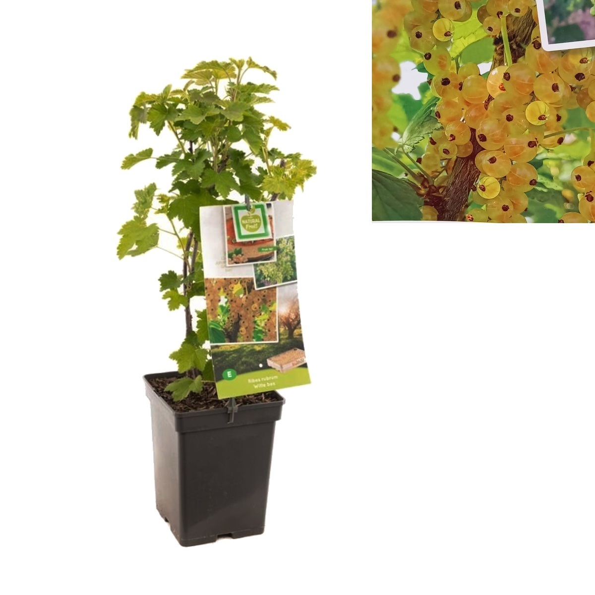 Rybízy - Rybíz bílý White Parel květináč 5 litrů