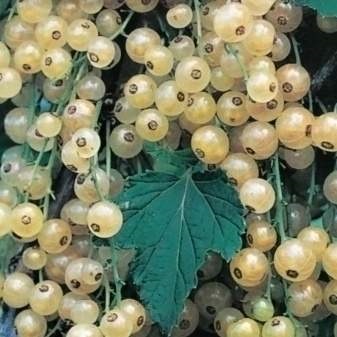 Rybízy - Rybíz bílý 'Whitte Hollander' květináč 3 litry, keř, bílý