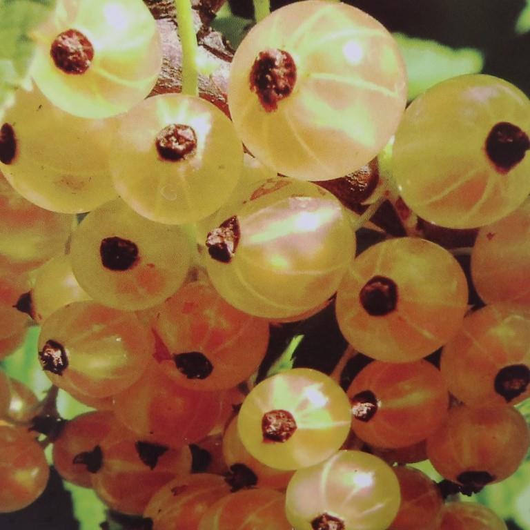 Rostliny - Rybíz bílý 'Witte Parel' květináč 2 litry, keř, bílý