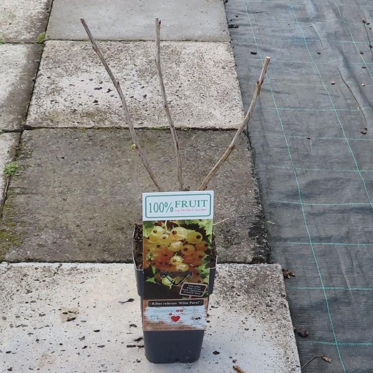 Rybíz bílý 'Witte Parel' květináč 2 litry, keř, bílý-0