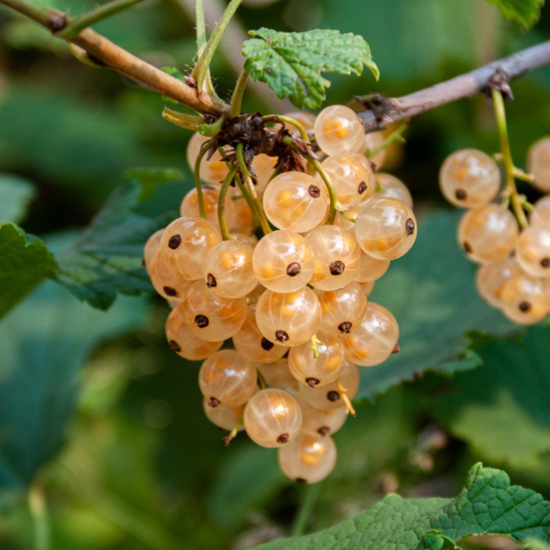 Rostliny - Rybíz bílý 'Zitavia' prostokořenný, kmínek 60/90cm