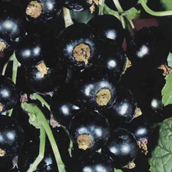 Rostliny - Rybíz černý Ben Nevis květináč 2,25 litru