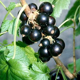 Rostliny - Rybíz černý 'Ben Sarek' květináč 2 litry, keř, černý