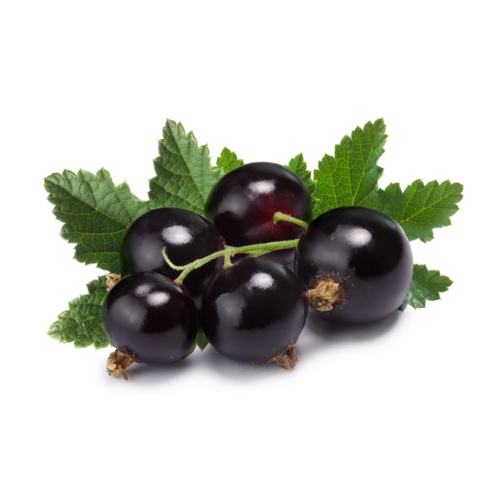 Rostliny - Rybíz černý 'Cassisima Black Marble' květináč 3 litry, ranný