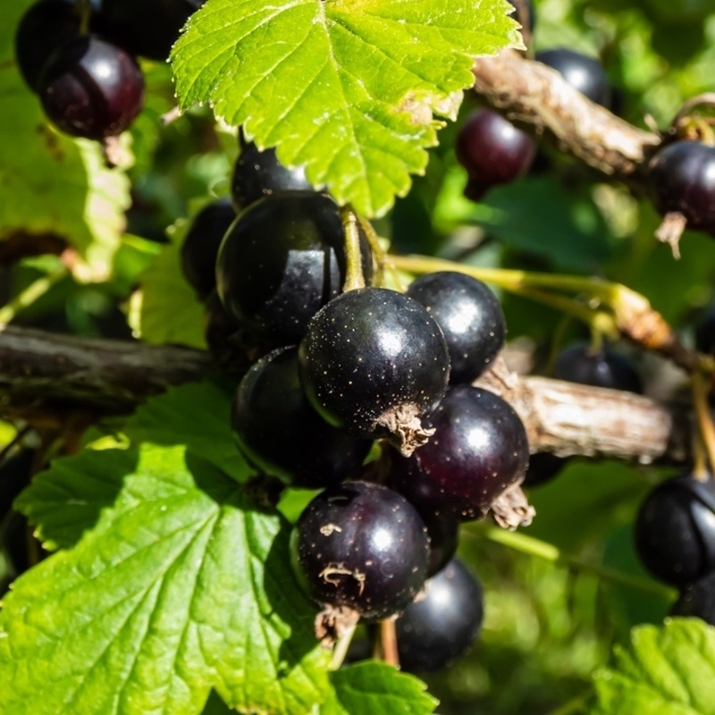 Rybízy - Rybíz černý Kristine květináč 5 litrů, keř