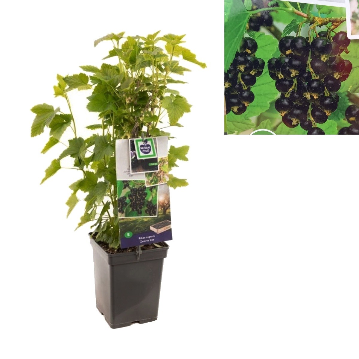 Rybízy - Rybíz černý květináč 5 litrů