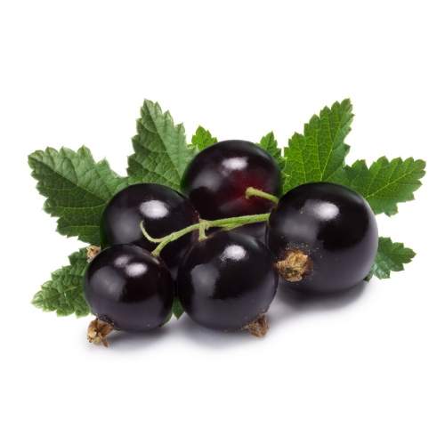 Rybízy - Rybíz černý 'Öjebin' květináč 5 litrů, keř, černý