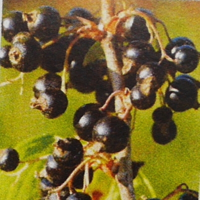 Rostliny - Rybíz černý 'Ometa' květináč 3 litry, kmínek 60cm, černý