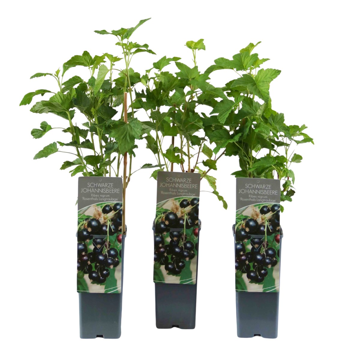 Rybízy - Rybíz černý Rosenthals Langtraubige výška 30/40cm, květináč 2 litry