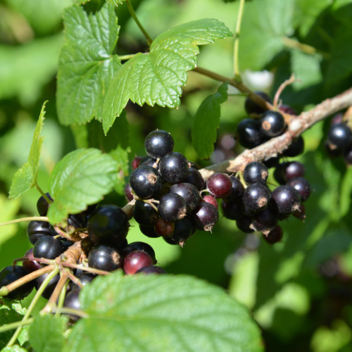 Rybízy - Rybíz černý Tisel kmínek 60cm