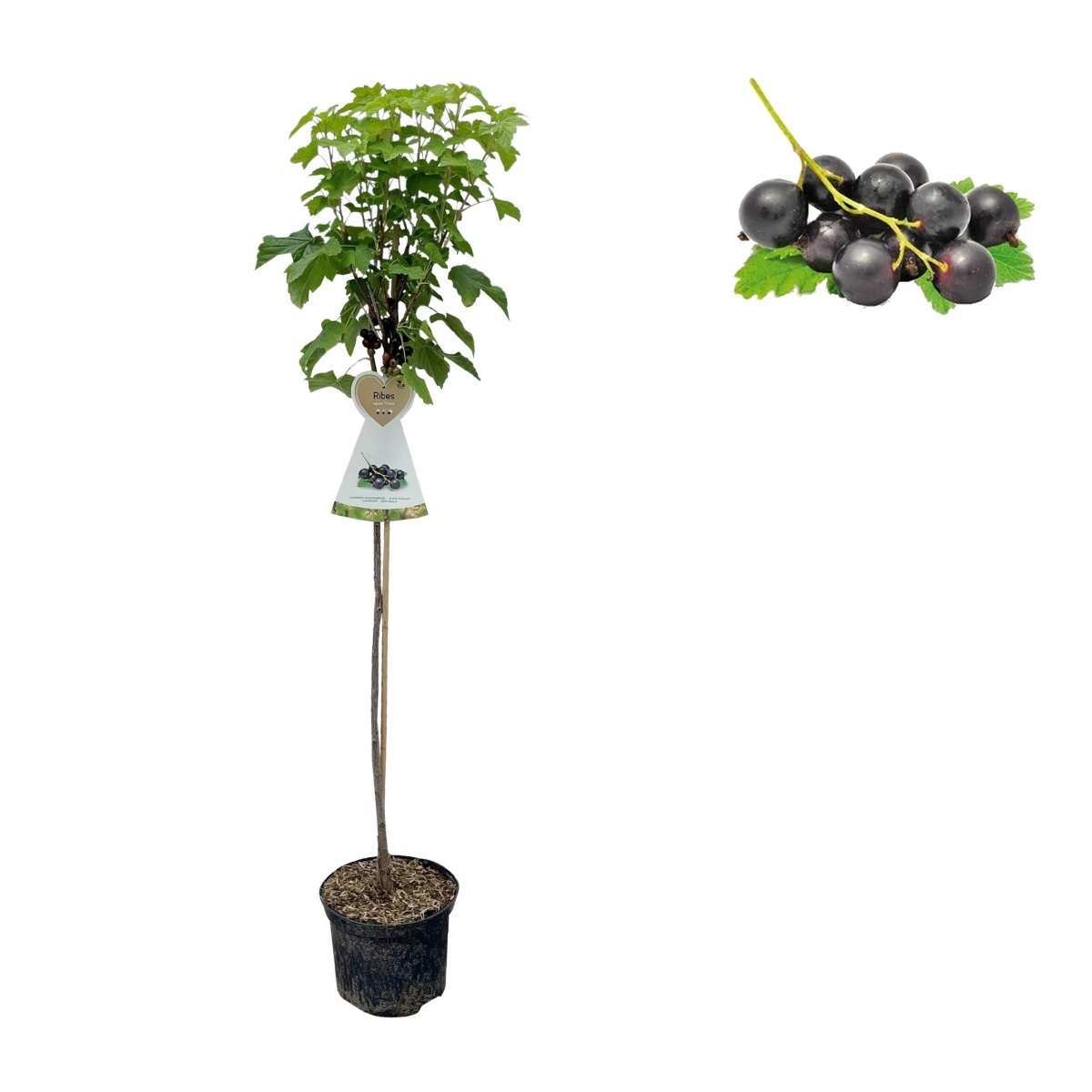 Rybízy - Rybíz černý Titania květináč 3 litry, kmínek 90cm, černý
