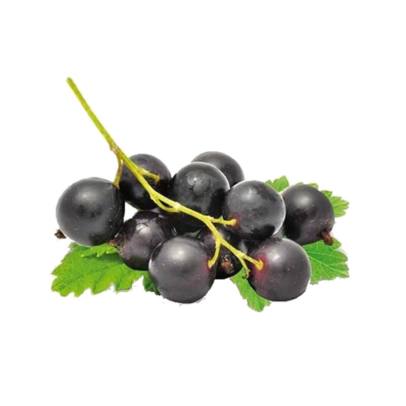 Rybíz černý Titania květináč 3 litry, kmínek 90cm, černý-0