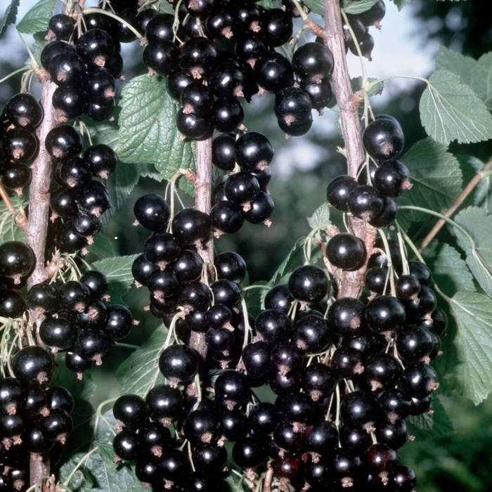 Rybízy - Rybíz černý 'Titania' květináč 4 litry, kmínek 50cm, černý