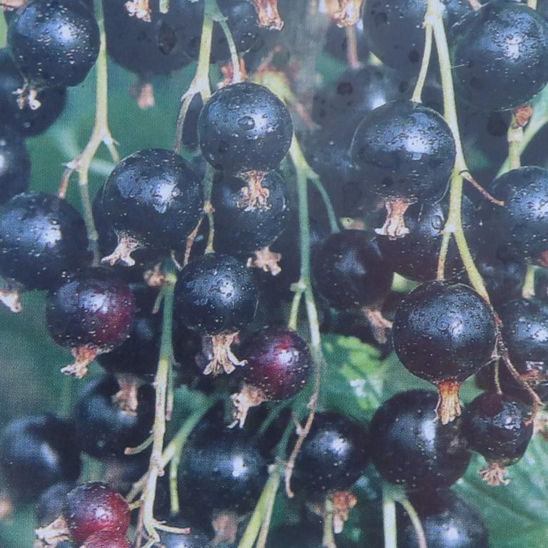 Rostliny - Rybíz černý 'Titania' květináč 5 litrů, keř, černý