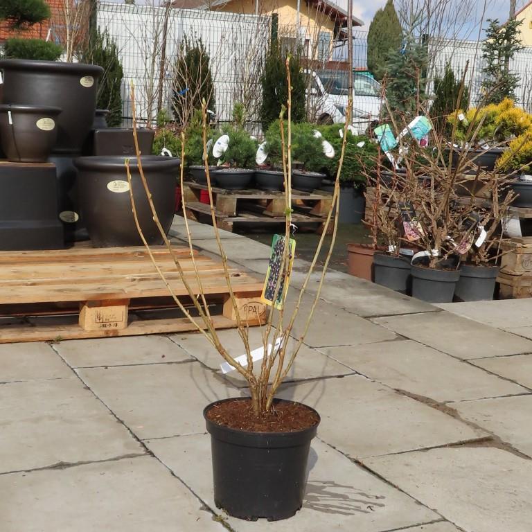 Rybíz černý 'Titania' květináč 5 litrů, keř, černý-0