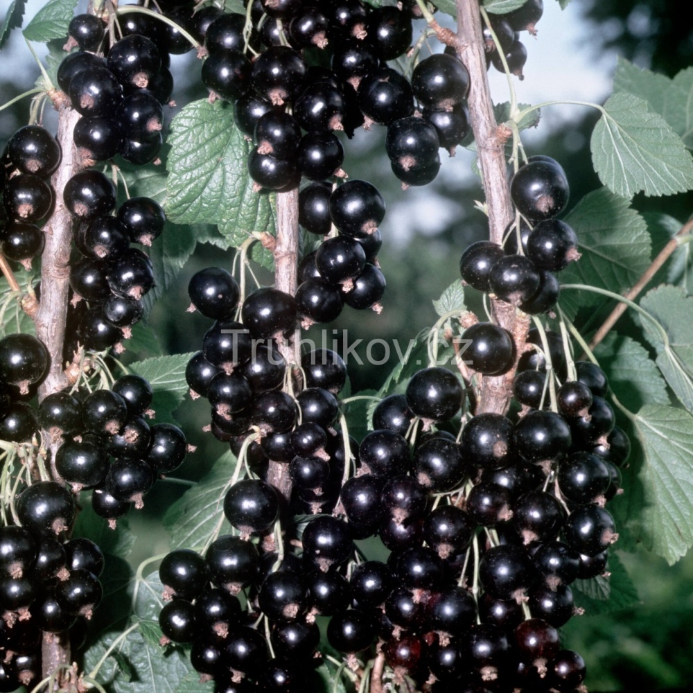 Rostliny - Rybíz černý 'Titania' prostokořenné, keř, černý