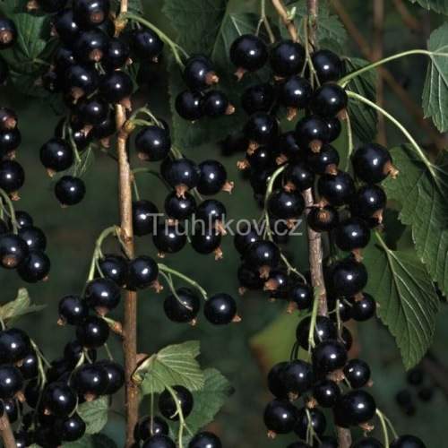 Rybízy - Rybíz černý 'Triton' květináč 5 litrů, kmínek 60cm, černý