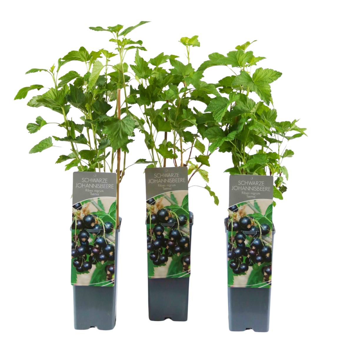 Rybízy - Rybíz černý Tsema výška 30/40cm, květináč 2 litry
