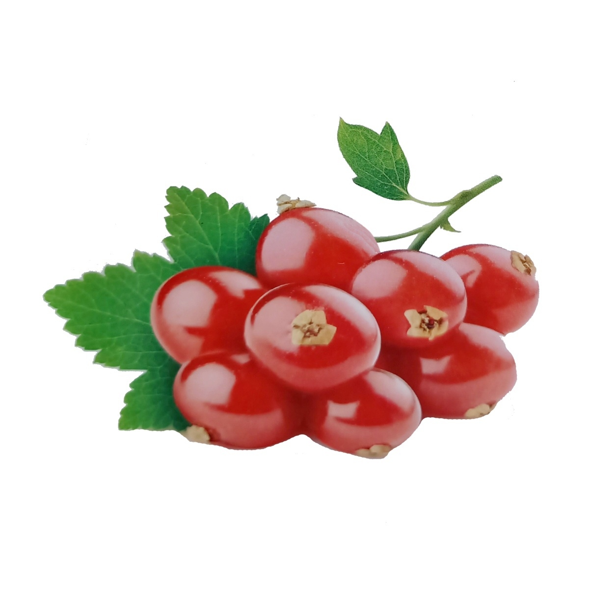 Rybízy - Rybíz červený Detvan kmínek 50cm, květináč 4 litry