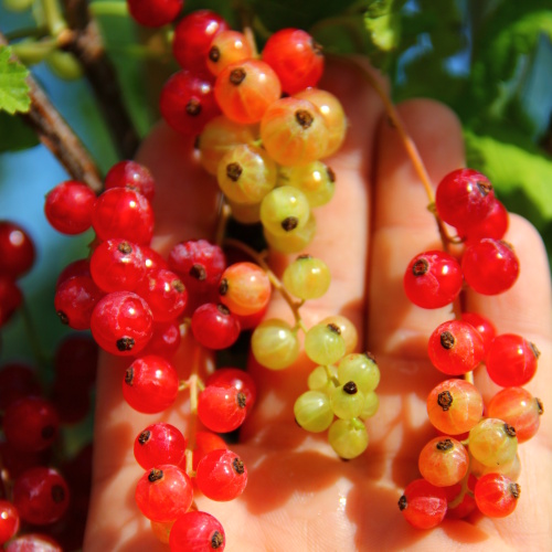 Drobné ovoce - Rybíz červený 'Detvan' prostokořenné, keř, červený