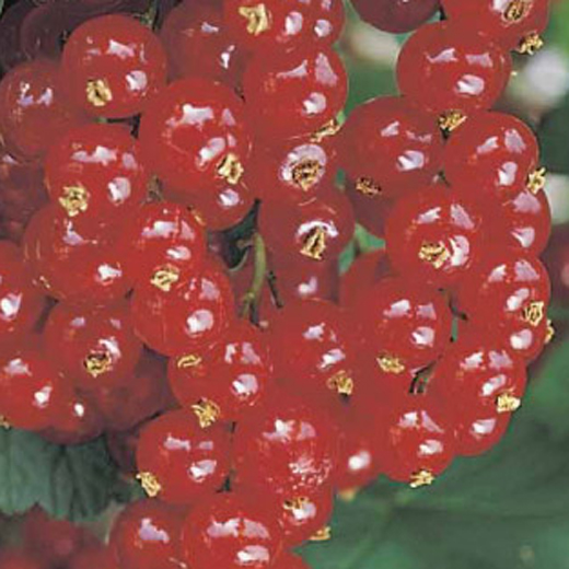 Rybízy - Rybíz červený 'Jonkheer van Tets' květináč 2 litry, keř, červený