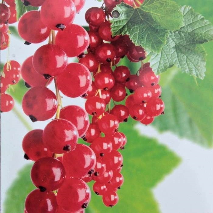 Rostliny - Rybíz červený 'Jonkheer van Tets' květináč 3 litry, kmínek 60cm, červený