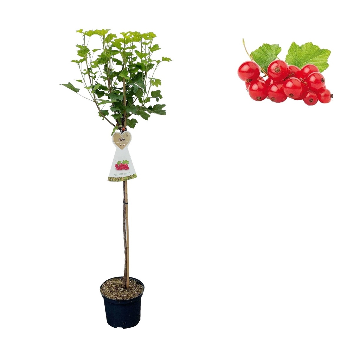 Rostliny - Rybíz červený Jonkheer van Tets květináč 3 litry, kmínek 90cm, červený