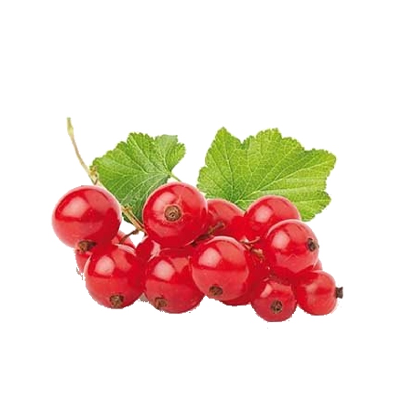 Rybíz červený Jonkheer van Tets květináč 3 litry, kmínek 90cm, červený-0