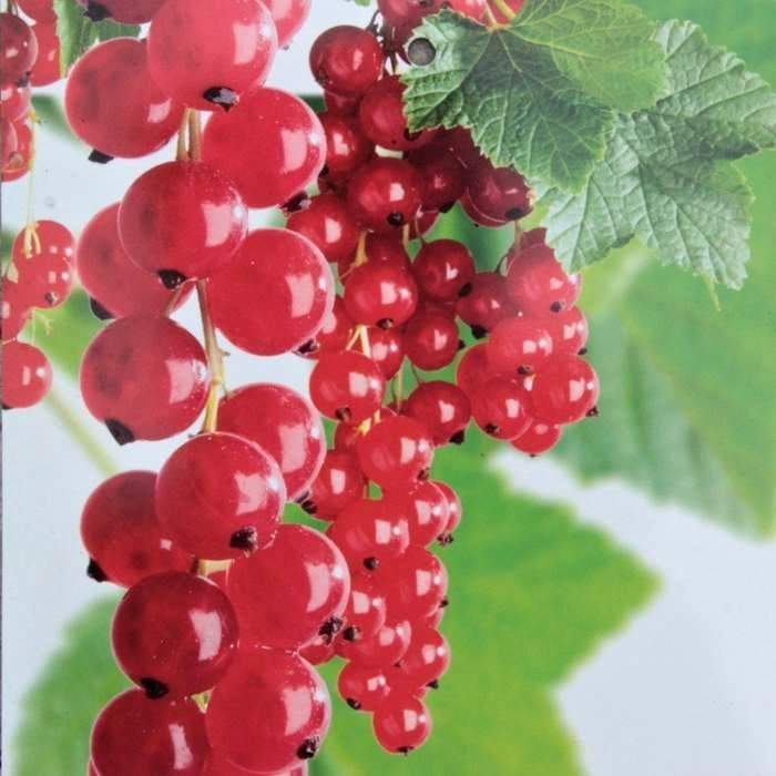 Rostliny - Rybíz červený 'Jonkheer van Tets' květináč 5 litrů, kmínek 60cm, červený