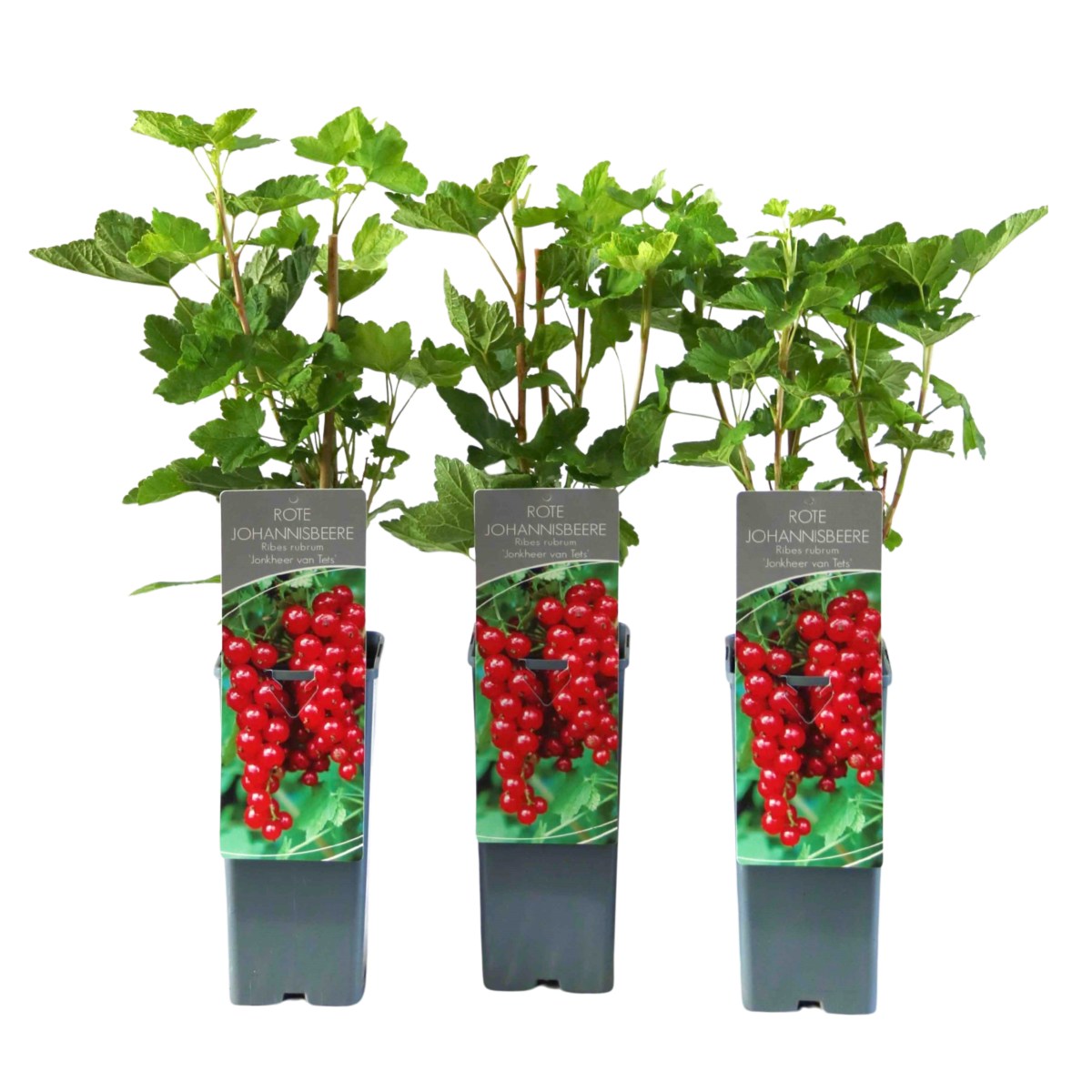 Rybízy - Rybíz červený Jonkheer van Tets výška 30/40cm, kvěitnáč 2 litry