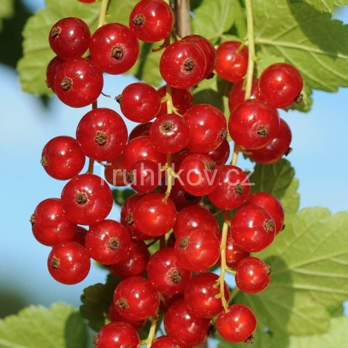 Rybízy - Rybíz červený 'Kozolubský raný' květináč 3 litry, kmínek 60cm, červený