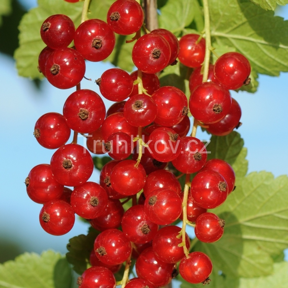 Rostliny - Rybíz červený 'Kozolubský raný' prostokořenné, kmínek 60/80cm, červený