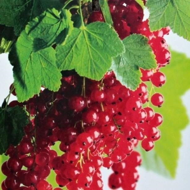 Rybízy - Rybíz červený 'Rolan' květináč 3 litry, kmínek 60cm, červený