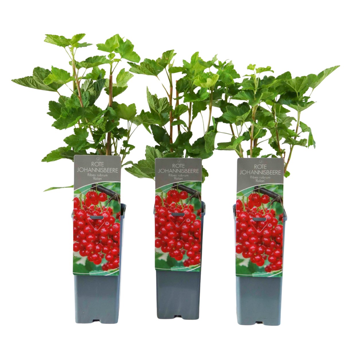 Rybízy - Rybíz červený Rolan výška 30/40cm, květináč 2 litry