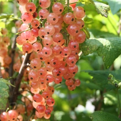 Rybízy - Rybíz červený 'Rosa Sport'® květináč 5 litrů, keř, červený