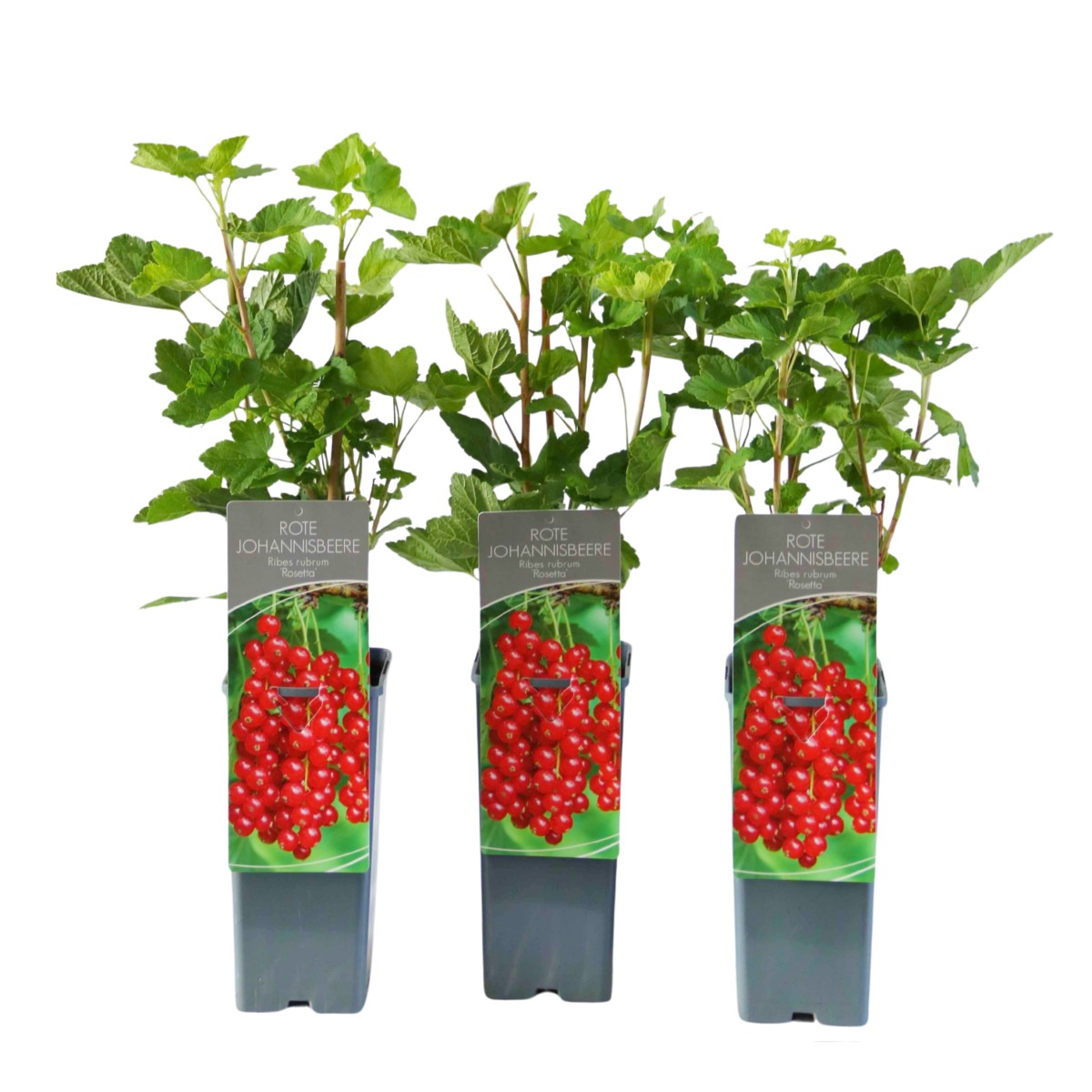 Rybízy - Rybíz červený Rosetta výška 30/40cm, květináč 2 litry