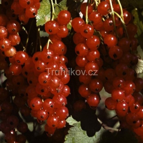 Rostliny - Rybíz červený Rovada květináč 2 litry, keř, červený