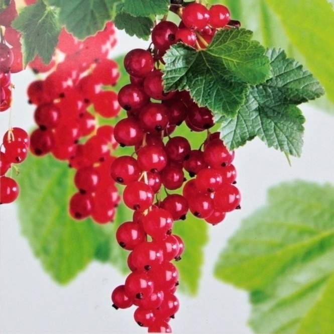 Rostliny - Rybíz červený 'Rovada' květináč 3 litry, kmínek 60cm, červený