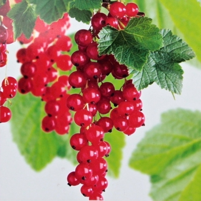 Rybízy - Rybíz červený Rovada květináč 5 litrů, keř, červený